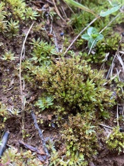 Bryum klinggraeffii