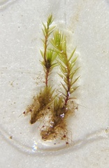 Bryum klinggraeffii