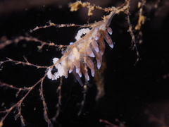 Eubranchus rupium