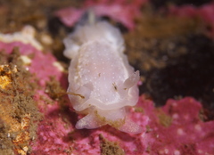 Goniodoris nodosa