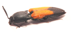 Anilicus xanthomus