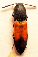 Anilicus xanthomus