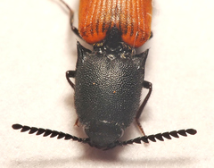 Anilicus xanthomus