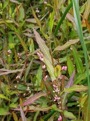 Persicaria praetermissa