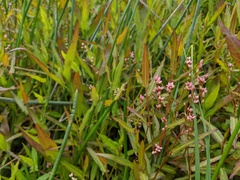 Persicaria praetermissa