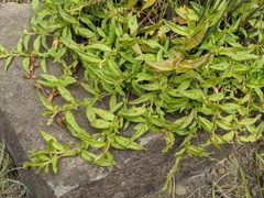 Persicaria prostrata