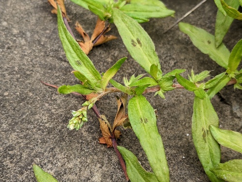 Persicaria prostrata (R.Br.) Soják