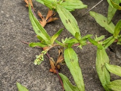 Persicaria prostrata