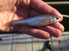 Eastern Silvery Minnow photo 2