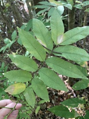 Sapindus saponaria subsp. saponaria image