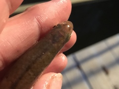 Eastern Silvery Minnow photo 5