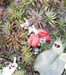 Cladonia coccifera