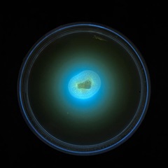 Penicillium singorense