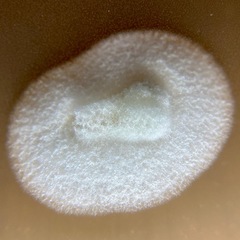 Penicillium singorense