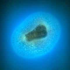 Penicillium singorense