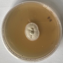Penicillium singorense