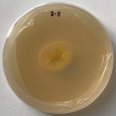 Penicillium singorense