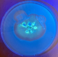 Penicillium singorense