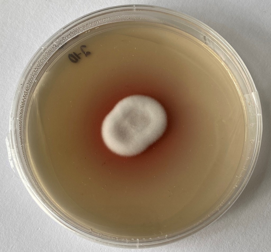 Lecanicillium psalliotae