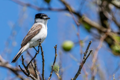 Xenopsaris albinucha