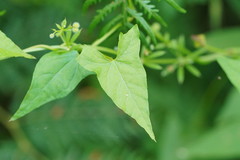 Calystegia marginata