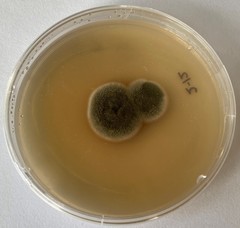 Cladosporium cladosporioides