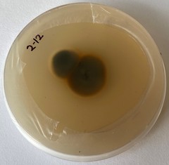 Cladosporium cladosporioides