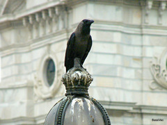 Corvus splendens
