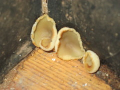 Peziza domiciliana