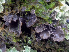 Sticta sylvatica