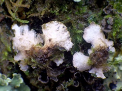 Sticta sylvatica