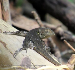 Sceloporus palaciosi
