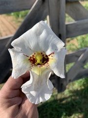 Craniolaria integrifolia