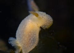 Acanthodoris pilosa