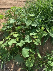 Craniolaria integrifolia