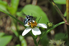 Thyreus himalayensis