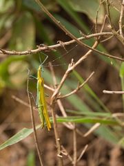 Tithonophasma tithonus
