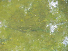 Micropterus treculii