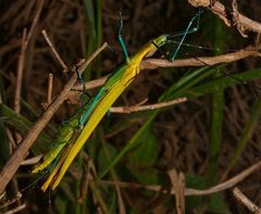 Tithonophasma tithonus