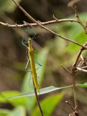 Tithonophasma tithonus