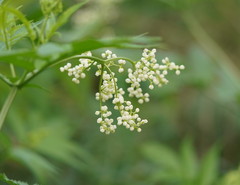 Sambucus gaudichaudiana