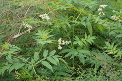Sambucus gaudichaudiana