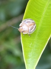 Paropsisterna semifumata