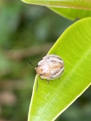 Paropsisterna semifumata