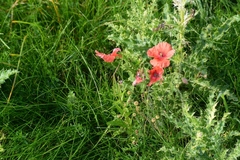 Papaver rhoeas