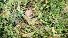 Sarracenia psittacina