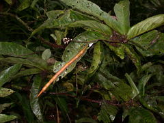 Quadrella antonensis