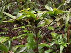 Quadrella antonensis