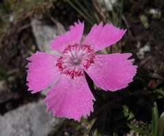 Dianthus alpinus