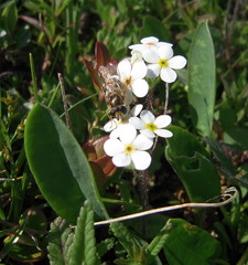 Androsace chamaejasme